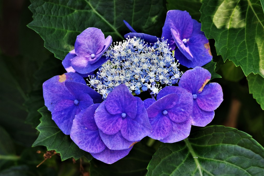 季節の花