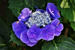 季節の花