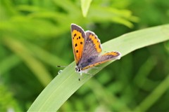 昨日のベニシジミ (3)