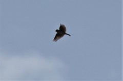 昨日のヒバリ (2)