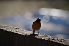 一昨日のジョビ君 (3)