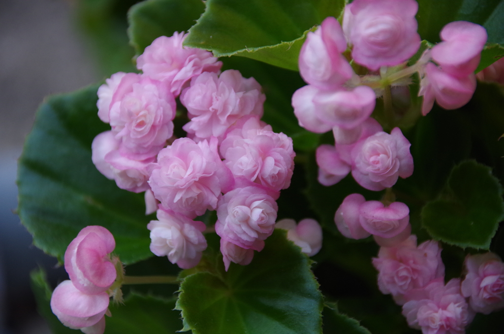 八重咲きベゴニア