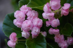 八重咲きベゴニア