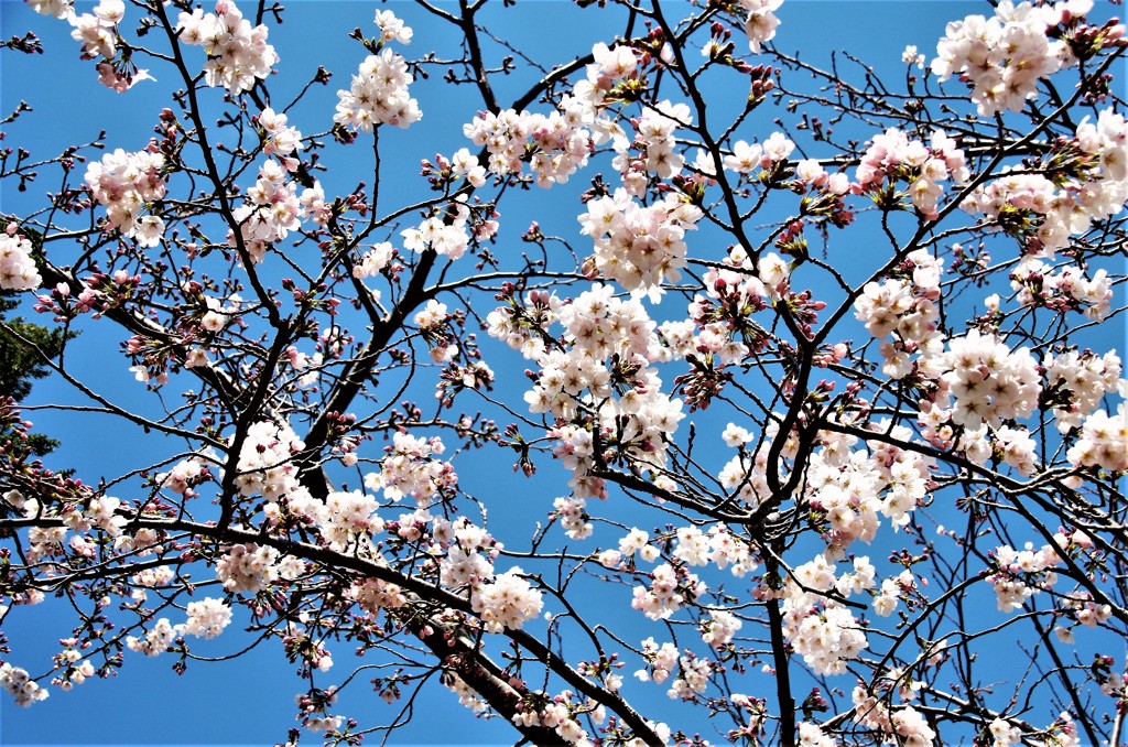 いい日の桜 (2)