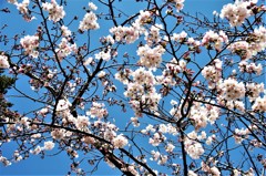 いい日の桜 (2)