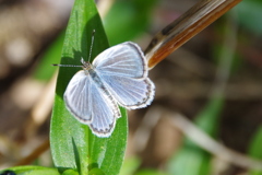 昨日のヤマトシジミ