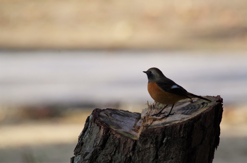 昨日のジョビ君 (1)