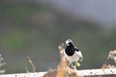 昨日のセキレイ (2)