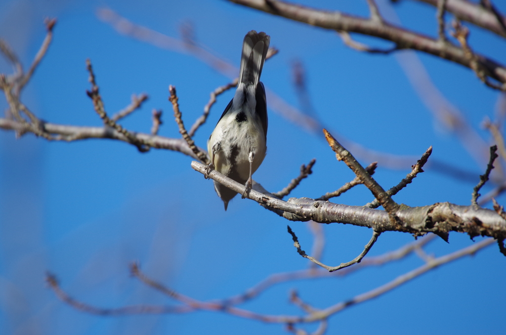 シジュウカラ (2)