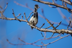 シジュウカラ (2)