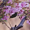 桜とメジロ (3)