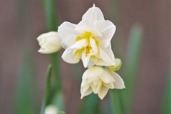 庭先にて・・ (1)