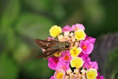 昨日のセセリ (2)