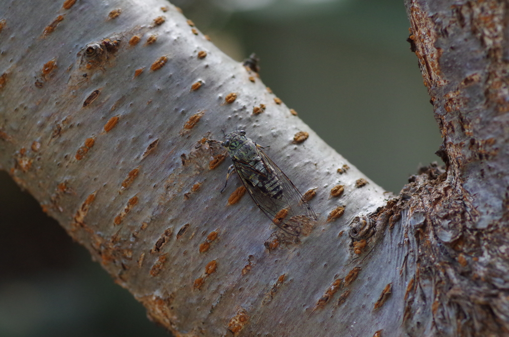 ツクツクボウシ2