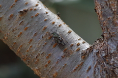 ツクツクボウシ2