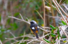 昨日の野鳥 (3)