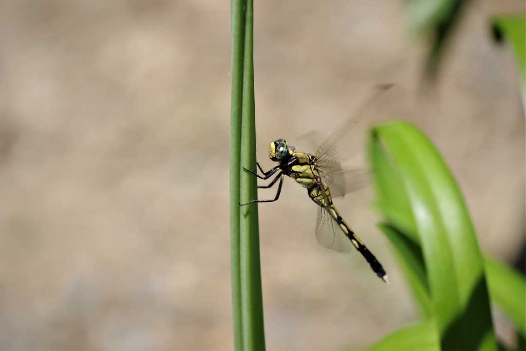 昨日のトンボ (1)
