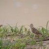 昨日のヒバリ (2)