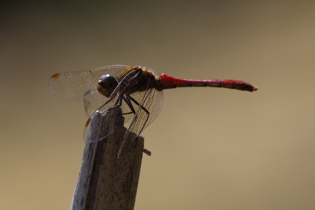 昨日の赤トンボ