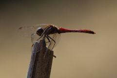昨日の赤トンボ