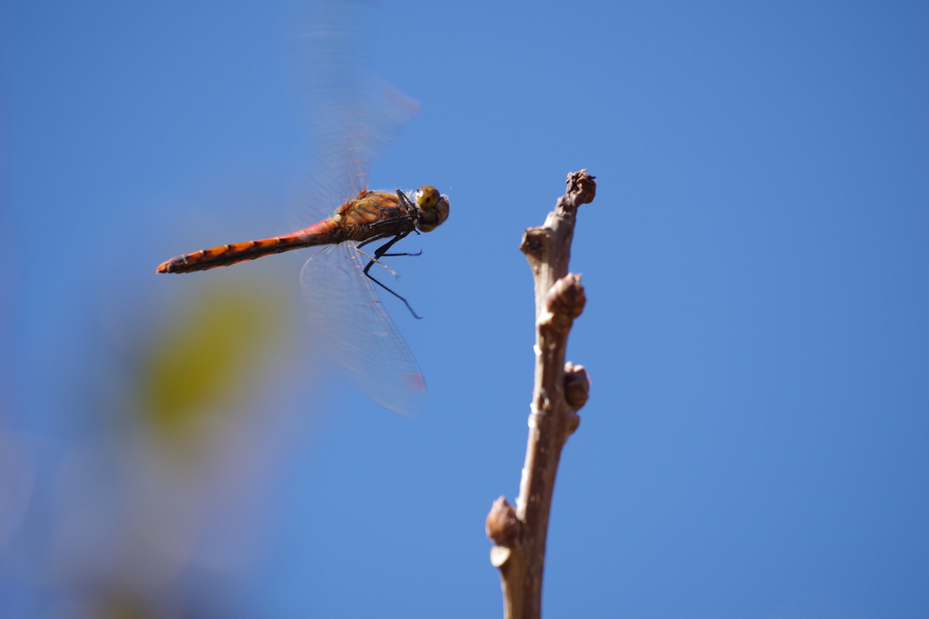 青空と赤トンボ (1)