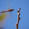 青空と赤トンボ (1)