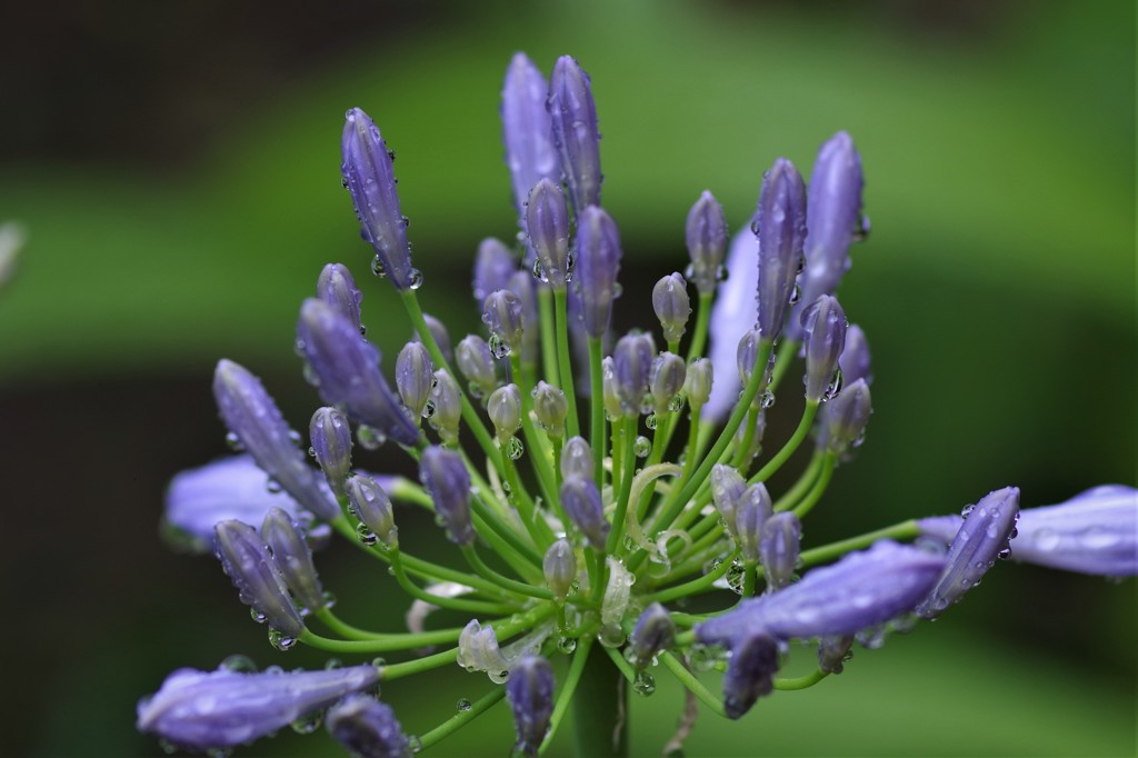 アガパンサス　 (2)