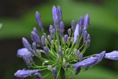 アガパンサス　 (2)