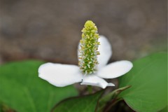 どくだみ