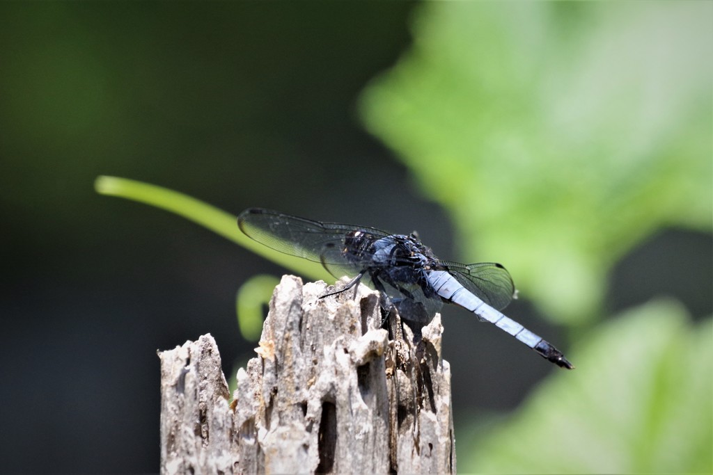 昨日のトンボ (2)