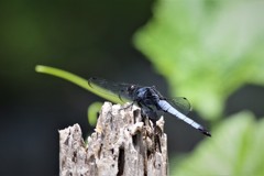 昨日のトンボ (2)