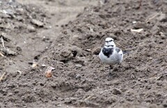 昨日の野鳥 (2)