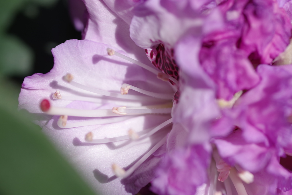 ブルー・エンサイン (2)