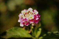今日の花 (1)
