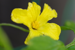 ゴーヤの花
