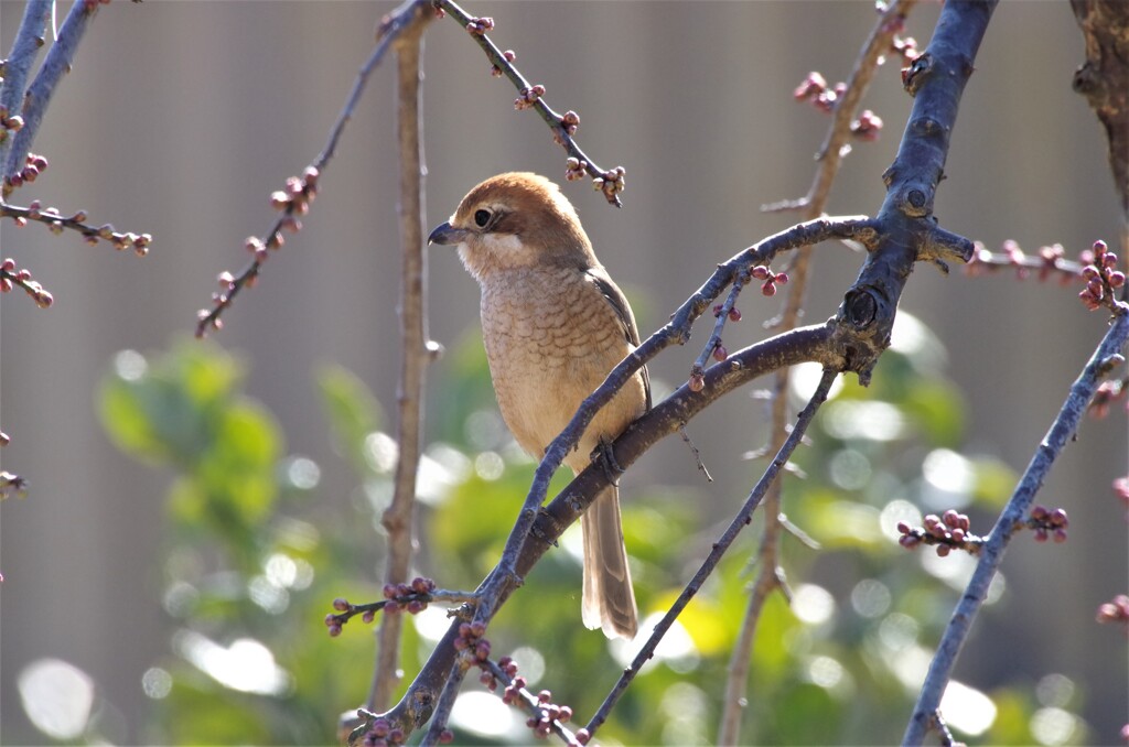 昨日の野鳥 (6)