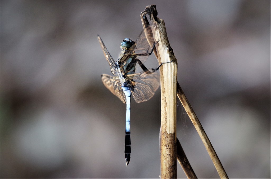 昨日のシオカラトンボ (1)