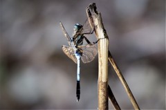 昨日のシオカラトンボ (1)
