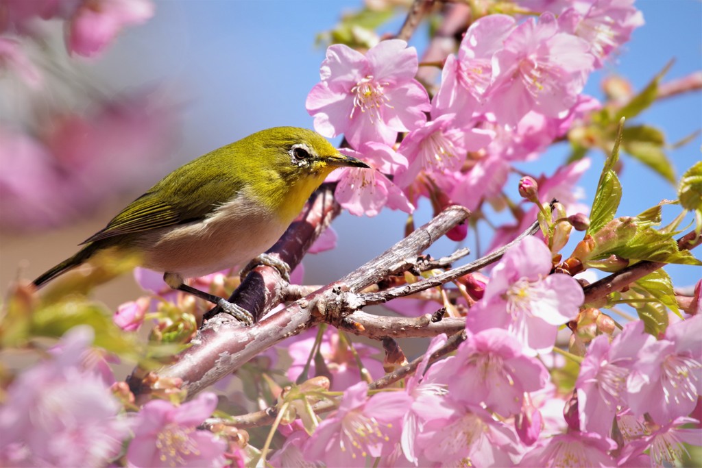 昨日の鳥 (3)