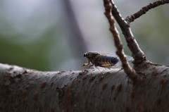 今日も鳴いてます。 (1)