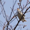 春のさえずり (1)