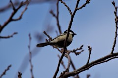 昨日のシジュウカラ (1)