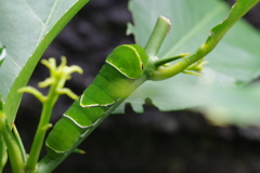 アゲハの幼虫