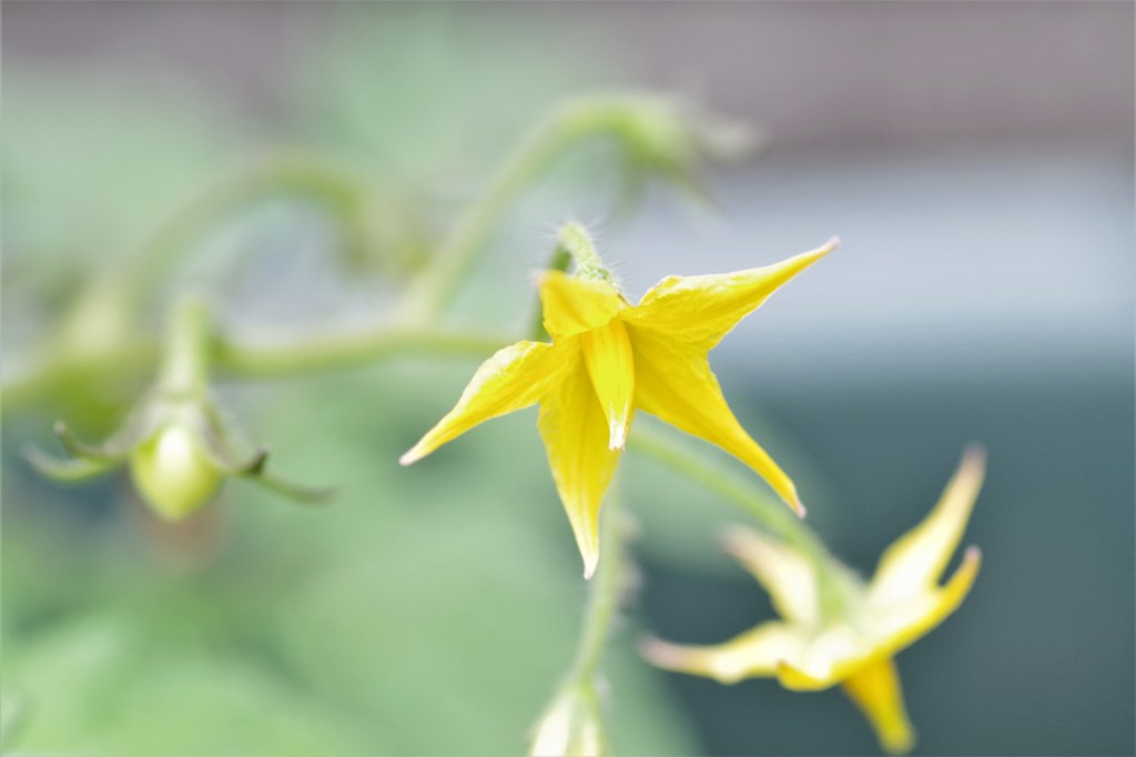 ミニトマトの花