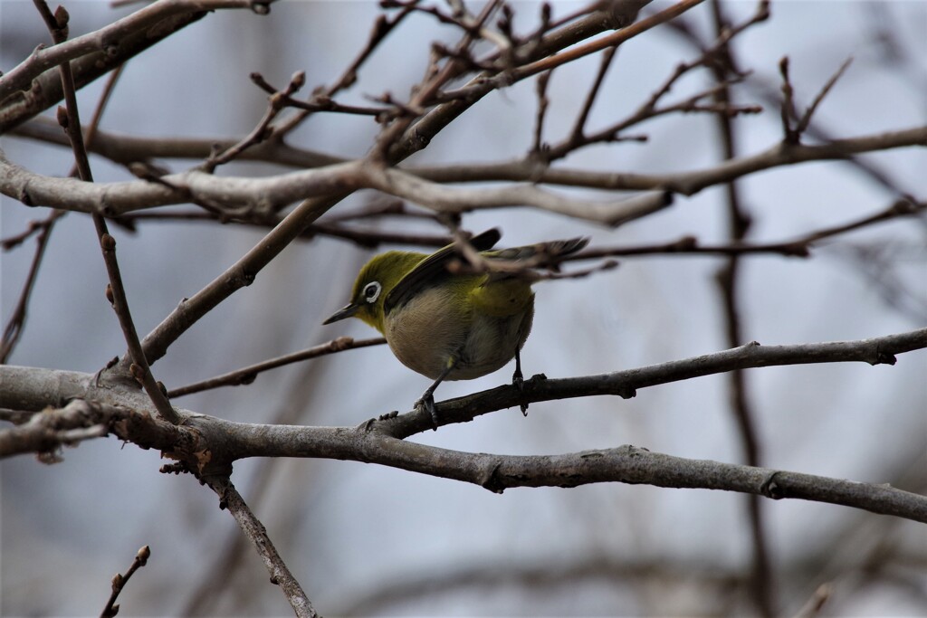 昨日の野鳥 (2)