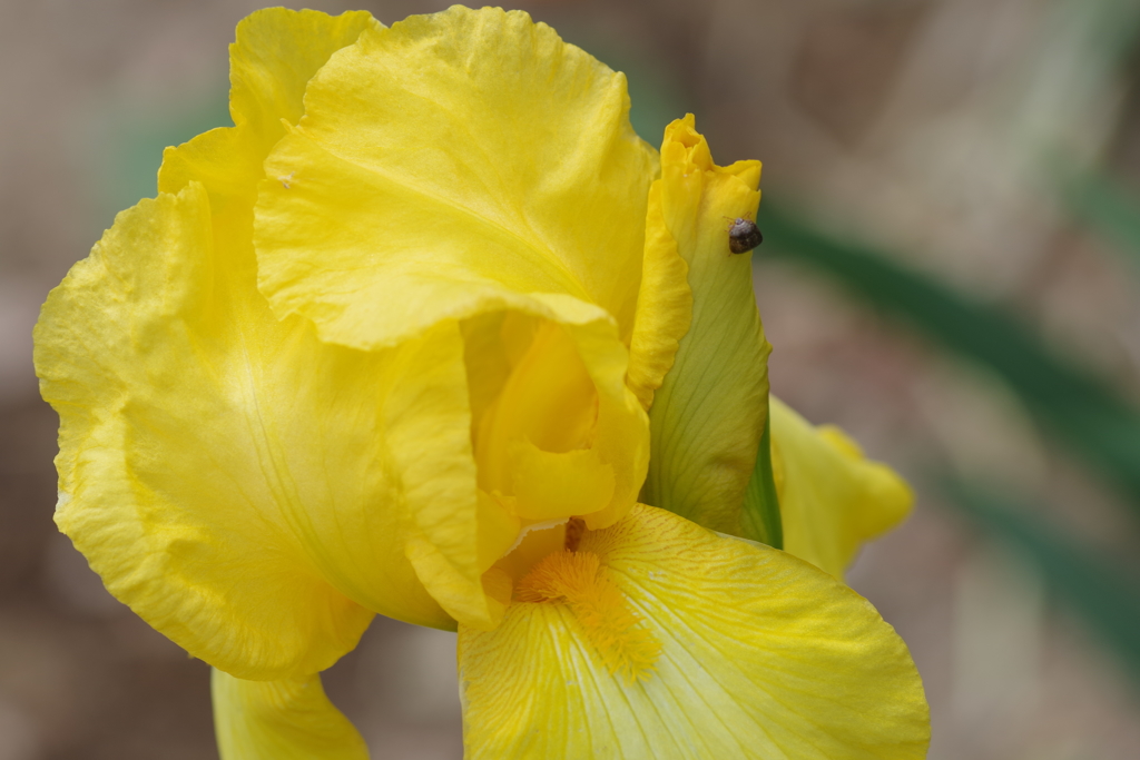 ジャーマンアイリス