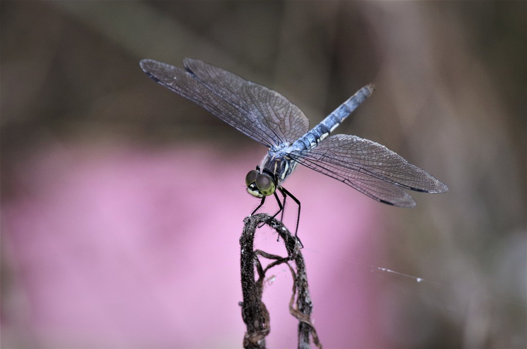 昨日のトンボ (1)