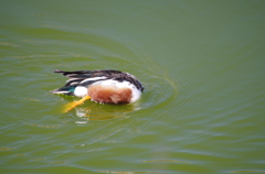 がんばるよぉー。