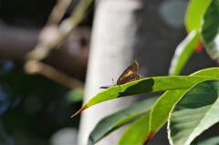 昨日の蝶 (1)