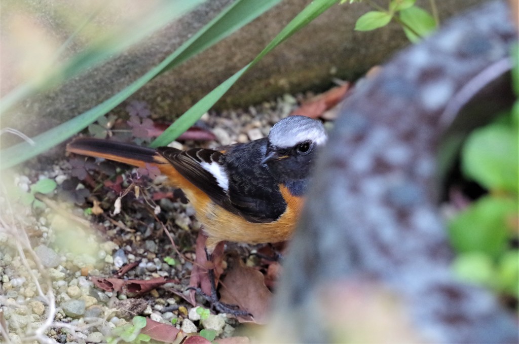 昨日のジョビ君 (2)